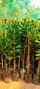 Macadamia Grafted Plant