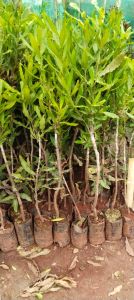 Macadamia Grafted Plant