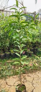 White Sandalwood Plant / Safed Chandan Ka Paudha