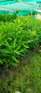 Macadamia Nuts Plant