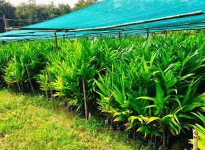 Areca Nut Plant / Betel Nut Plant / Supari Ka Paudha)