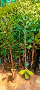 Macadamia Grafted Plant