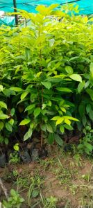 Mahogany Plant