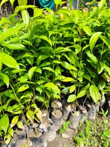 Green Cinnamon Plant / Dalchini Ka Paudha