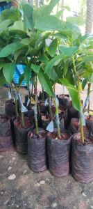 Avocado Grafted Plant