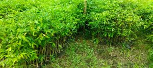 Agarwood Plant