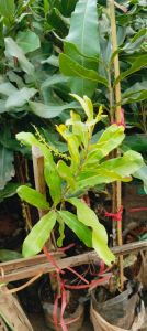 Macadamia Grafted Plant