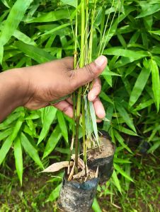 Bamboo Plant