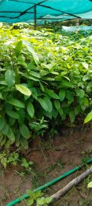 Mahogany Plant
