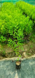White Sandalwood Plant / Safed Chandan Ka Paudha