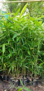 Bamboo Plant