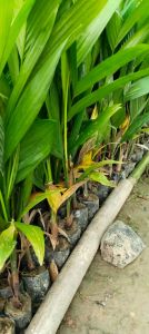 Areca Nut Plant / Betel Nut Plant / Supari Ka Paudha)