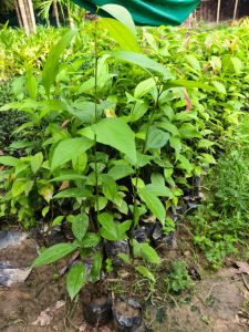 Green Cinnamon Plant / Dalchini Ka Paudha