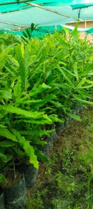 Macadamia Nuts Plant