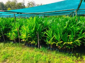 Areca Nut Plant / Betel Nut Plant / Supari Ka Paudha)