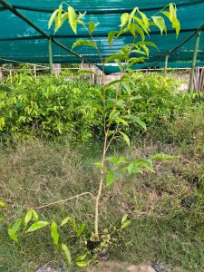 Agarwood Plant