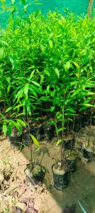 White Sandalwood Plant / Safed Chandan Ka Paudha