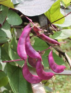 A Grade Hyacinth Beans