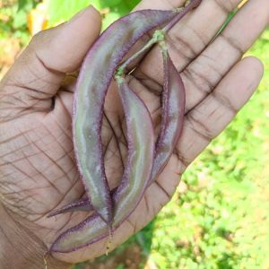 A Grade Hyacinth Beans