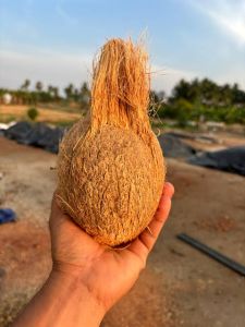 Semi Husked Coconut