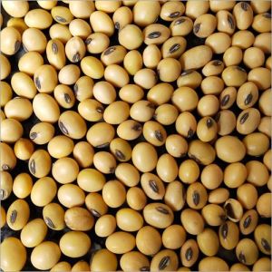 Soya Bean