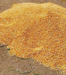 Yellow Corn Maize