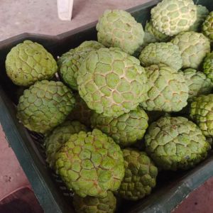 Fresh Custard Apple