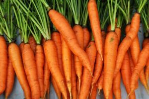 A Grade Fresh Organic Carrot