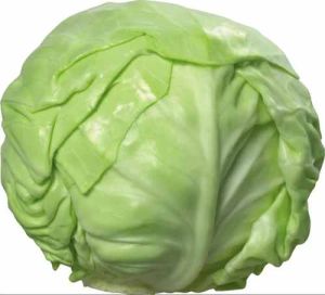 A Grade Organic Green Cabbage