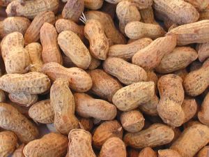 A Grade Organic Groundnut