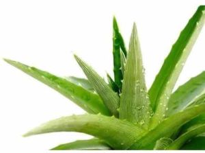 Organic Aloe Vera Leaf
