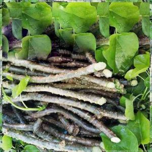 Organic Giloy Roots