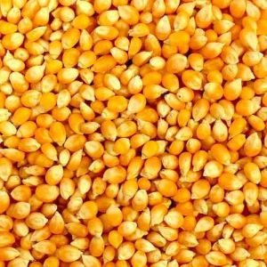 Organic Yellow Corn