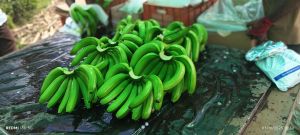 Fresh Banana Fruit