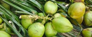 Tender Coconut Water