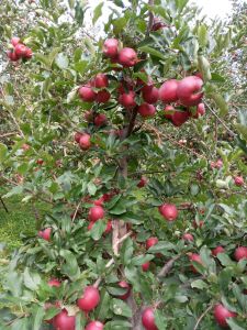 Fresh Red Apple
