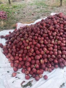 Fresh Red Apple