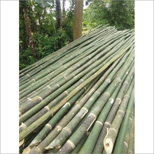 Bullet Bamboo Poles