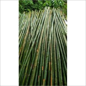 Bamboo Poles 28 Feet Tall
