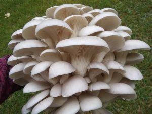 White Oyster Mushroom