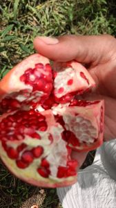 Pomegranate