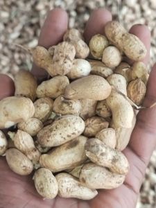 Brown Shelled Groundnuts