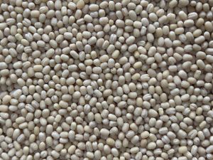 Urad Gota Dal