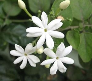 Mullai Flowers
