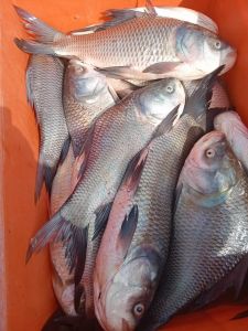 Catla Fish