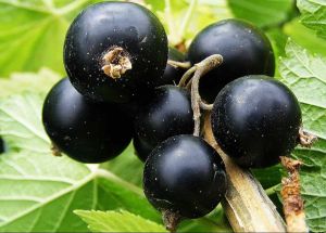 A Grade Black Currant