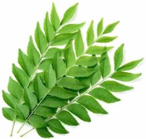 A Grade Curry Leaves