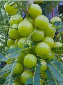 Amla Fruit