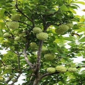Custard Apple Plants