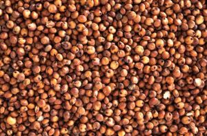 Sorghum Grain